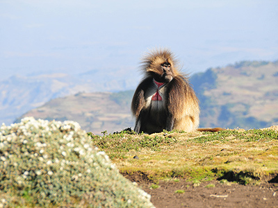 Gelada baboon in the Simien National Park - Pierre Emonet
