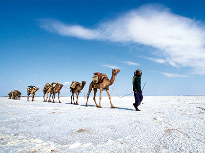 Salt caravan in the Danakil - Mohammed Torche