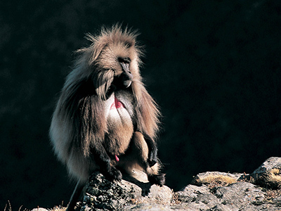 Gelada baboon in the Simien National Park - Mohammed Torche