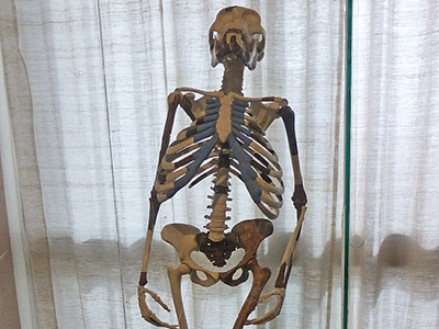 Le squelette de Lucy au musée National d'Addis-Abeba - Par Ji-Elle (Travail personnel) [CC BY-SA 3.0 (http://creativecommons.org/licenses/by-sa/3.0)], via Wikimedia Commons