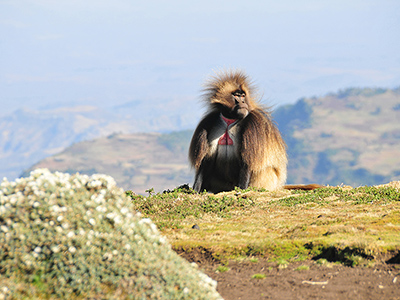 Babouin Gelada dans le Parc National du Simien - Pierre Emonet