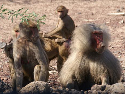 Babouin Hamadryas dans le parc de l'Awash