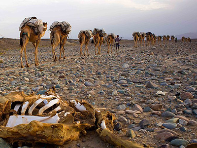 Caravane chamelière dans le désert du Danakil - Mohammed Torche
