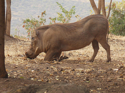 Phacochère dans le parc National de l'Awash
