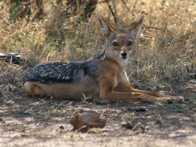 Chacal dans le parc National de l'Awash