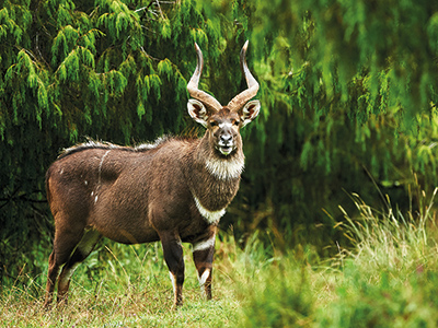 Nyala dans le Parc National du Balé