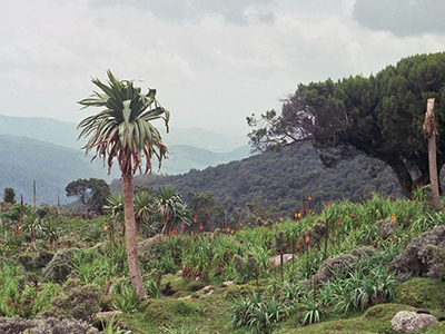 Paysage des montagnes du Balé - By AGoetzke ([1]) [CC BY-SA 2.0 (http://creativecommons.org/licenses/by-sa/2.0)], via Wikimedia Commons