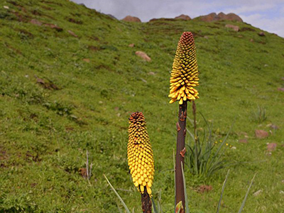 Kniphofia sur le plateau de Sanetti - Par Rod Waddington from Kergunyah, Australia (Niphofia, Sanetti Plateau) [CC BY-SA 2.0 (http://creativecommons.org/licenses/by-sa/2.0)], via Wikimedia Commons
