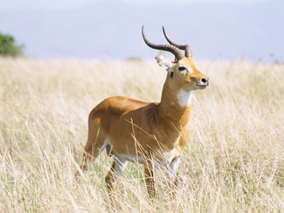 Cob de Buffon - By Frank Dickert [GFDL (http://www.gnu.org/copyleft/fdl.html) or CC-BY-SA-3.0 (http://creativecommons.org/licenses/by-sa/3.0/)], via Wikimedia Commons