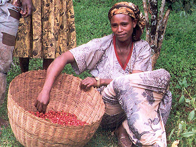 Jeune femme récoltant le café dans la région de Kaffa - By USAID Africa Bureau [Public domain or Public domain], via Wikimedia Commons