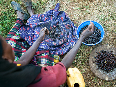 Femme triant les graines de café dans la région de Kaffa - Guillaume Petermann