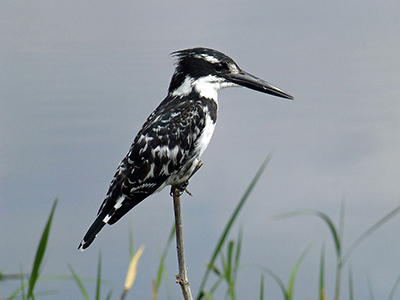 Martin-pêcheur pie - By Ji-Elle (Own work) [CC BY-SA 3.0 (http://creativecommons.org/licenses/by-sa/3.0)], via Wikimedia Commons