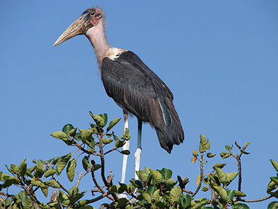 Marabout - Par MauritsV (Flickr [1]) [CC BY-SA 2.0 (http://creativecommons.org/licenses/by-sa/2.0)], via Wikimedia Commons