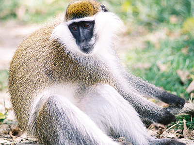 Vervet bleu - Guillaume Petermann