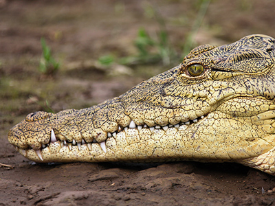 Crocodile sur les berges du lac Chamo - Guillaume Petermann