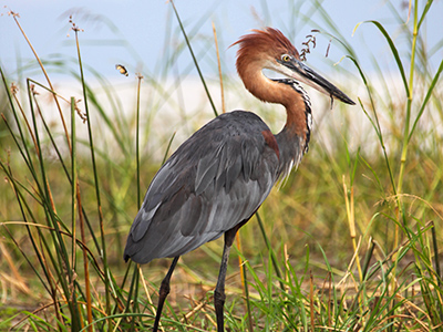 Héron pourpré - Guillaume Petermann