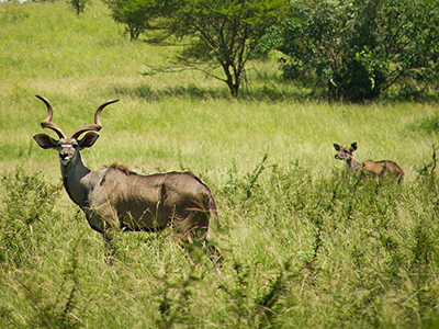 Nyalas des montagnes dans le parc de Nechisar - Par Kaffery (Travail personnel) [CC BY 3.0 (http://creativecommons.org/licenses/by/3.0)], via Wikimedia Commons
